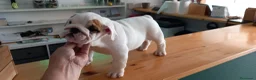 Bulldog Inglés perros en venta: Cachorro bulldog ingles  - Anuncio 21