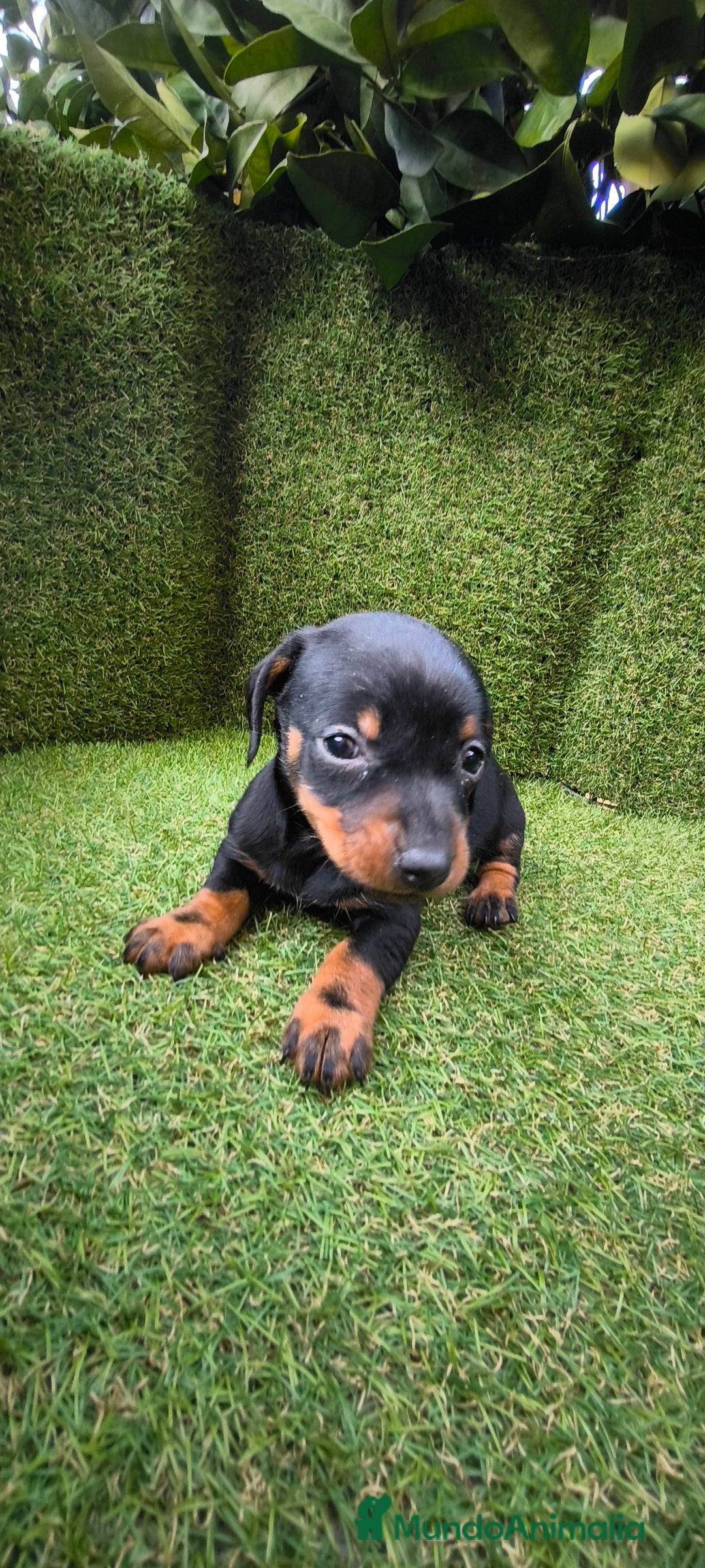 Teckel Miniatura perros en venta: camada teckel arlequín y todos los colores  - Anuncio 29