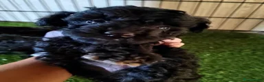 Caniche Toy 1
