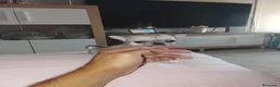 Chihuahua perros en venta: Chihuahuas - Anuncio 1