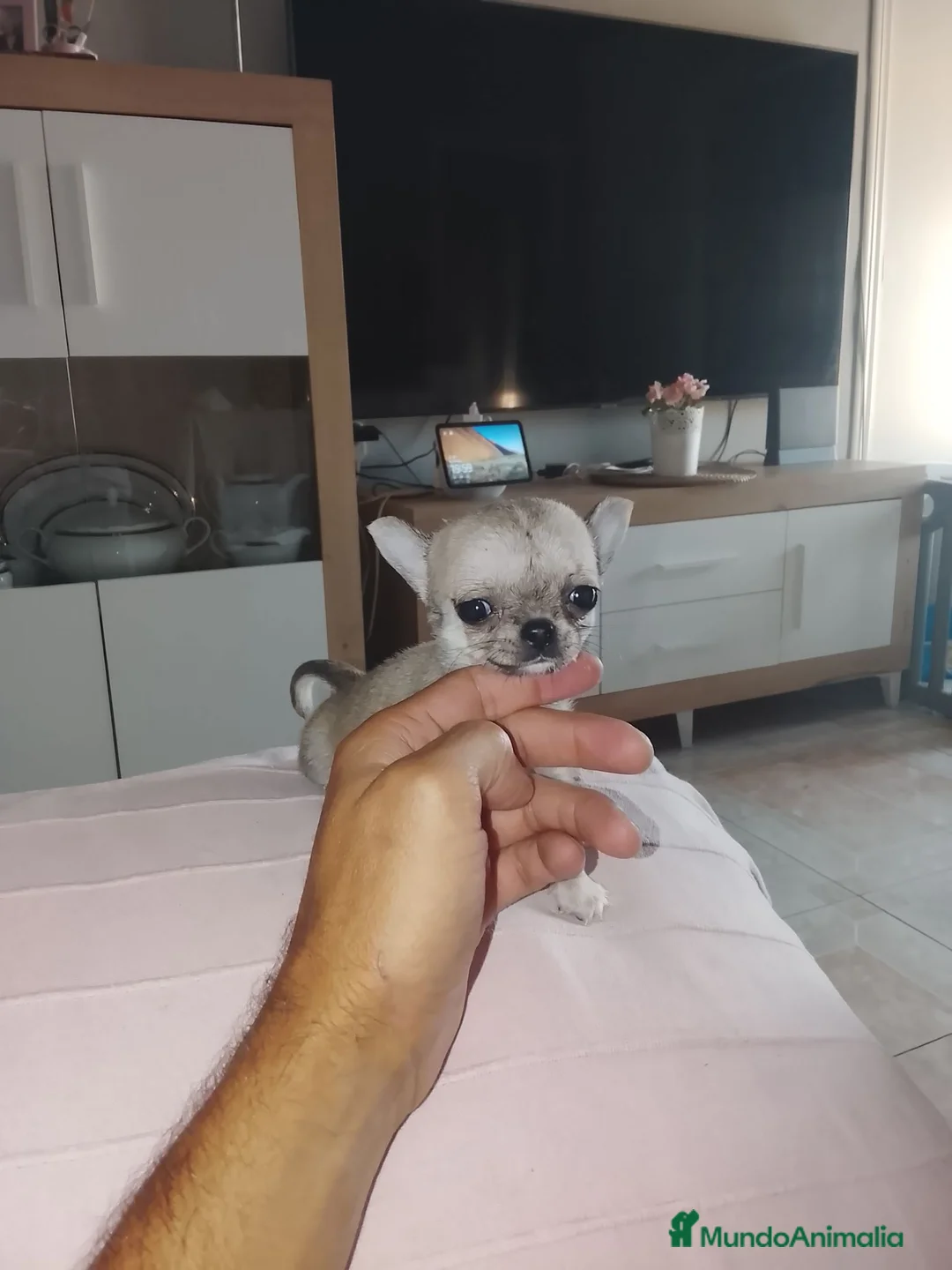 Chihuahua perros en venta: Chihuahuas - Anuncio 1