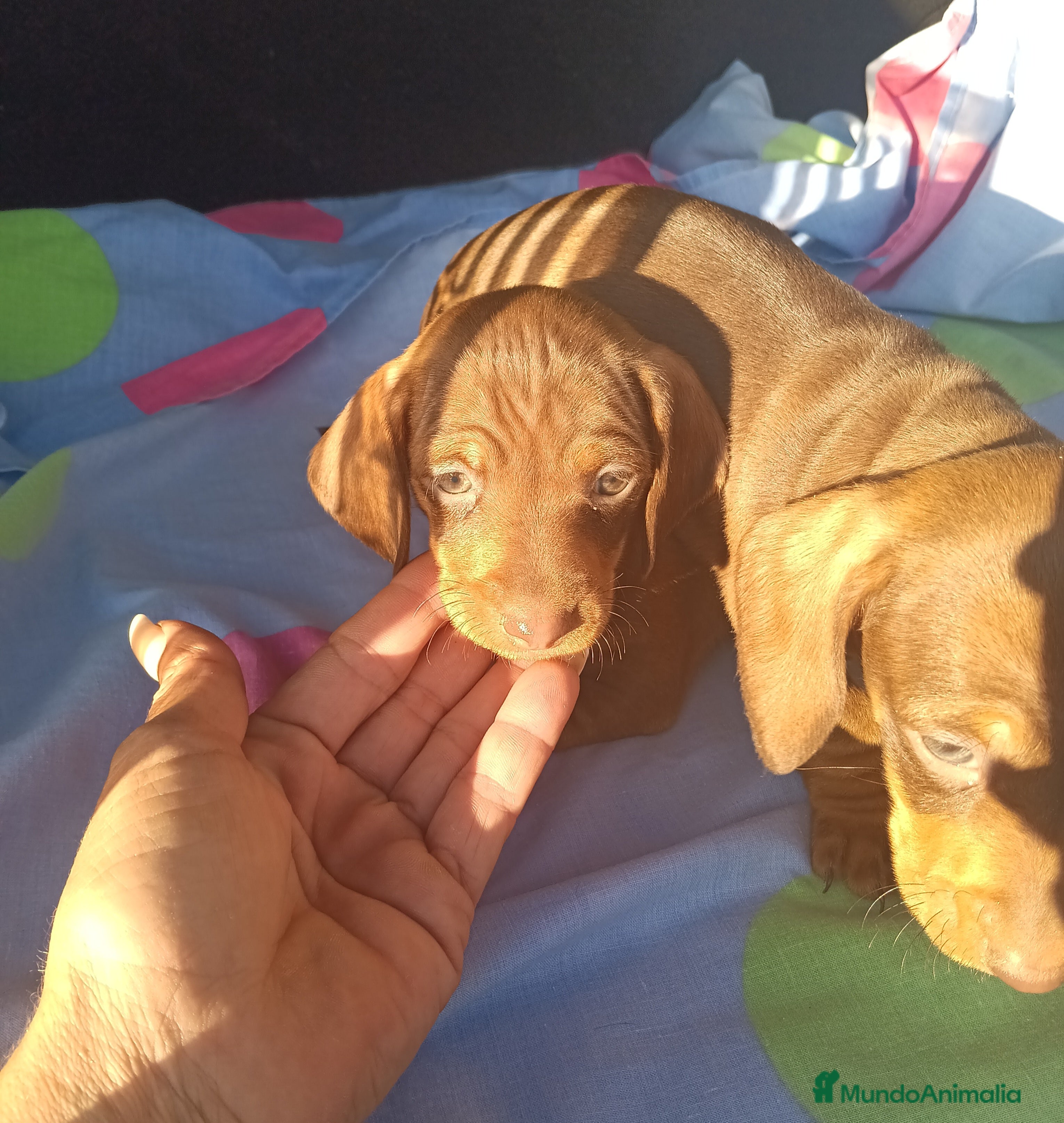 Teckel Miniatura perros Teckel Mini Hembra😍 - Anuncio 19