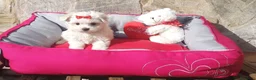 Bichón Maltés perros en venta: Bichón Maltés muy bonitos en Barcelona - Anuncio 9