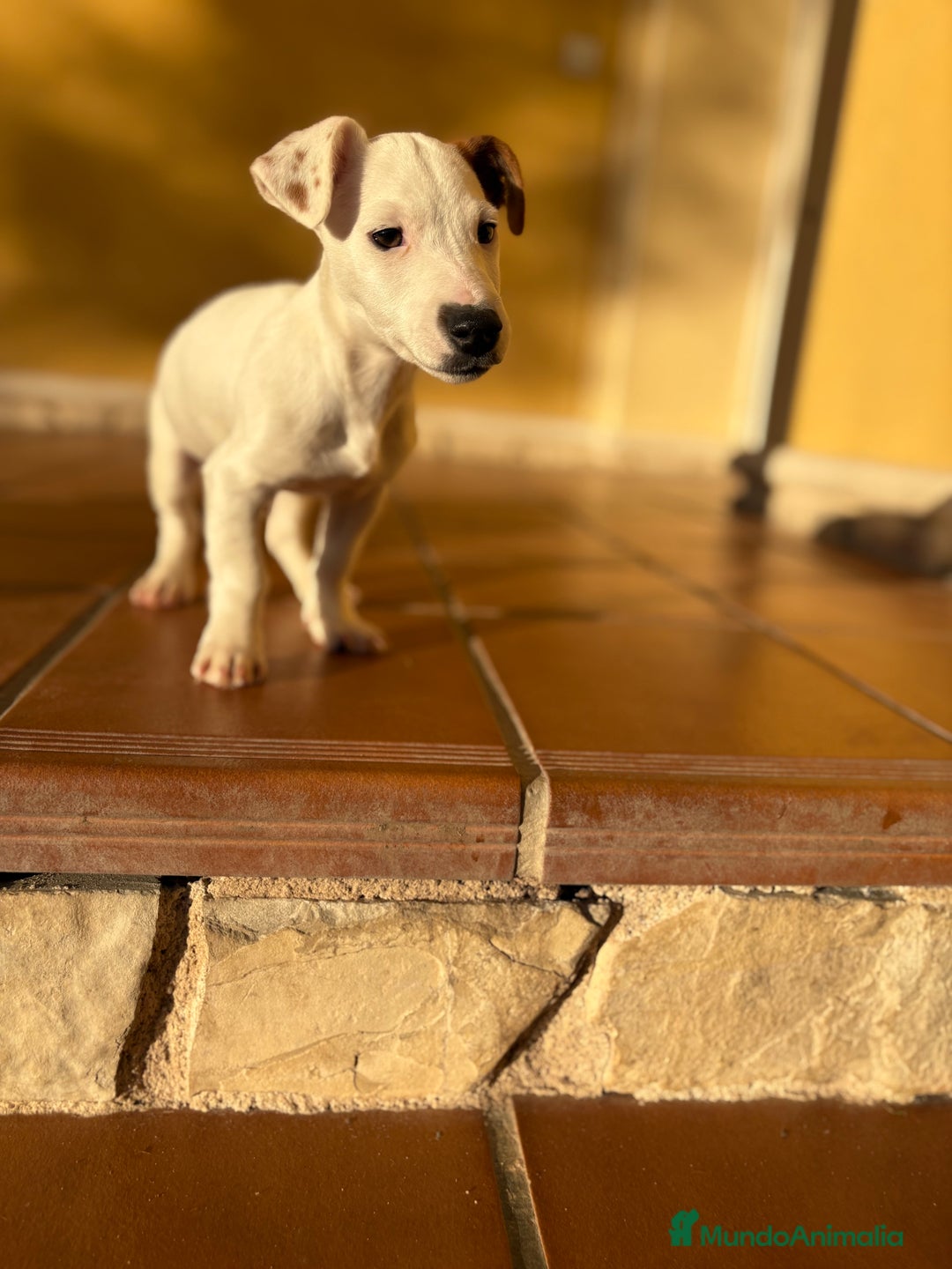 Jack Russell Terrier perros en venta: Cachorro macho de Jack Russell  - Anuncio 5