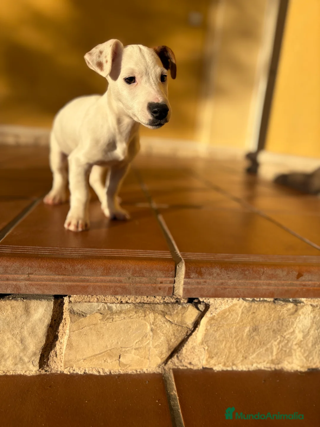 Jack Russell Terrier perros en venta: Cachorro macho de Jack Russell  - Anuncio 5