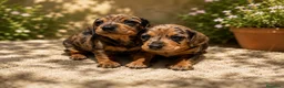 Teckel Miniatura perros en venta: TECKEL MINIATURA - Anuncio 1