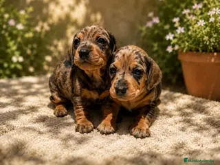 Teckel Miniatura perros TECKEL MINIATURA - Anuncio 2