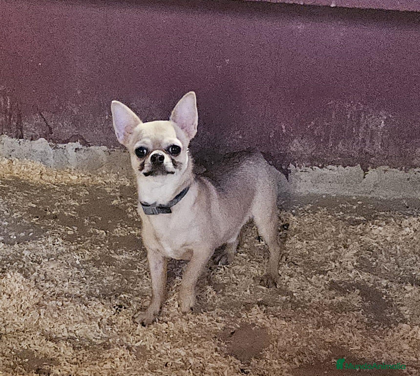 Chihuahua perros Chihuahua - Anuncio 1