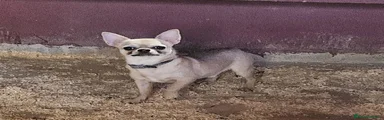 Chihuahua 1