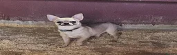Chihuahua perros en venta: Chihuahua - Anuncio 1