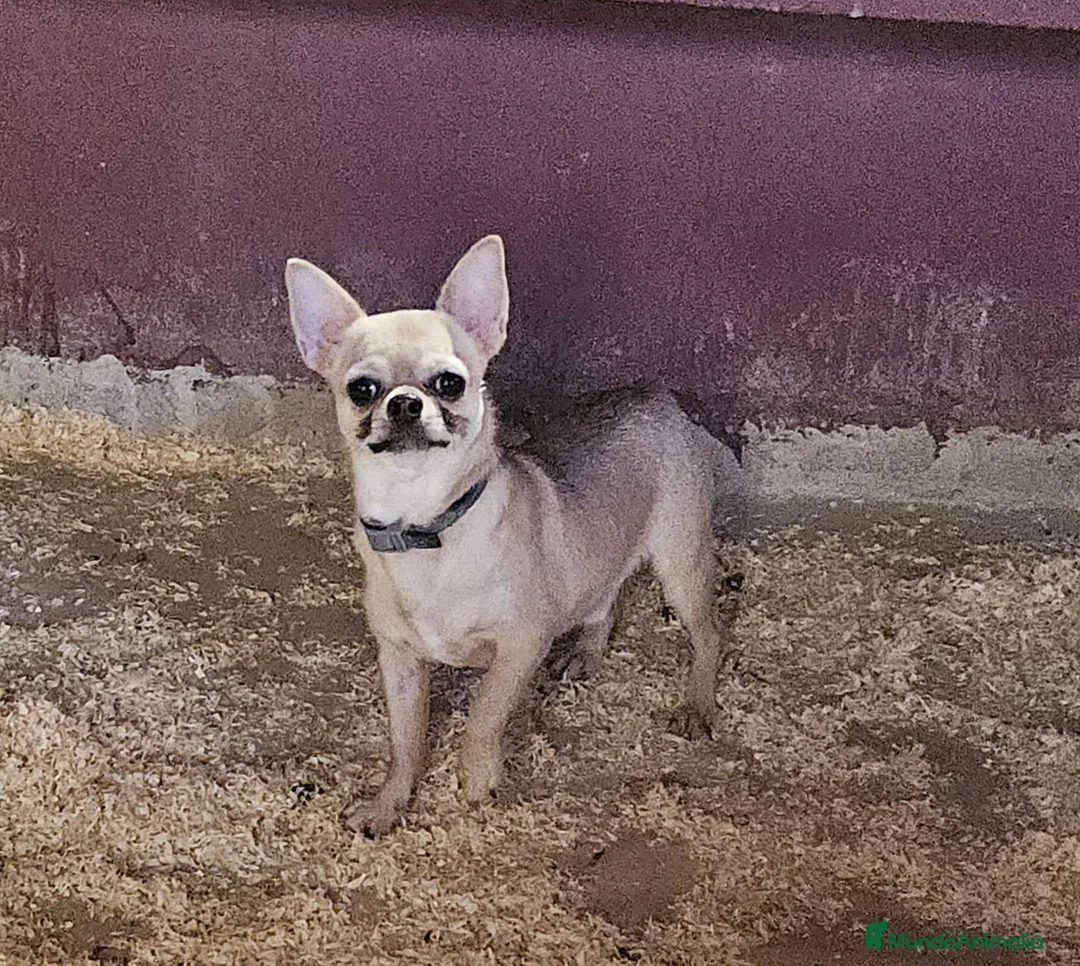 Chihuahua perros en venta: Chihuahua - Anuncio 1