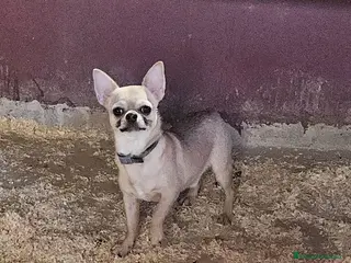 Chihuahua perros Chihuahua - Anuncio 1