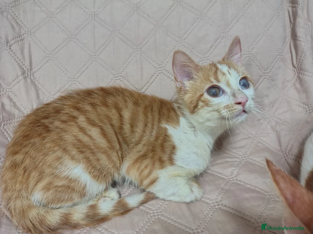 Europeo de Pelo Corto gatos en adopcion: LILO, BUSCA HOGAR - Anuncio 2