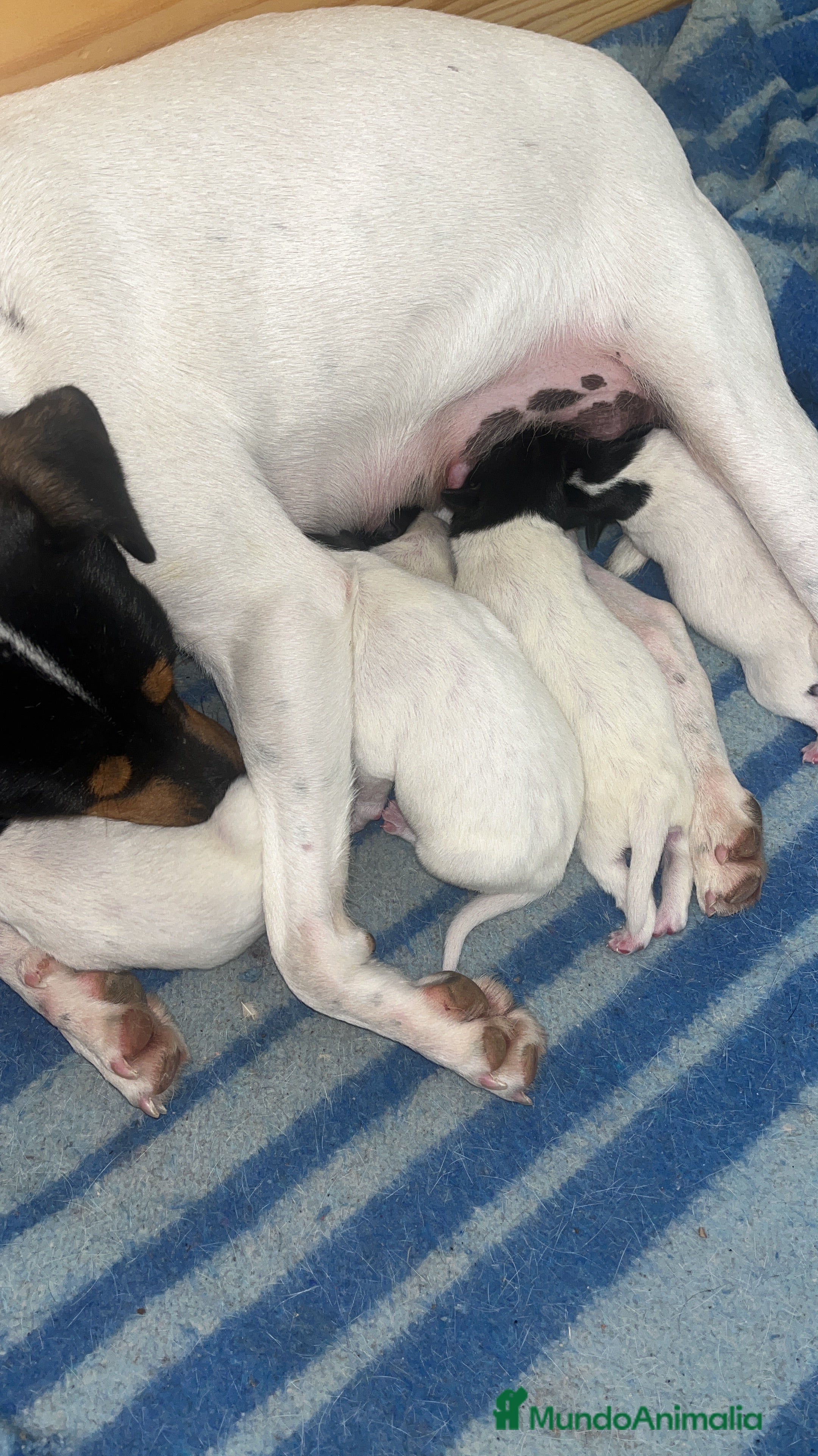 Ratonero Bodeguero Andaluz perros Ratonero bodeguero andaluz  - Anuncio 1