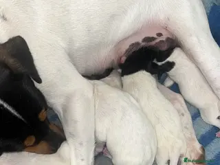 Ratonero Bodeguero Andaluz perros Ratonero bodeguero andaluz - Anuncio 1