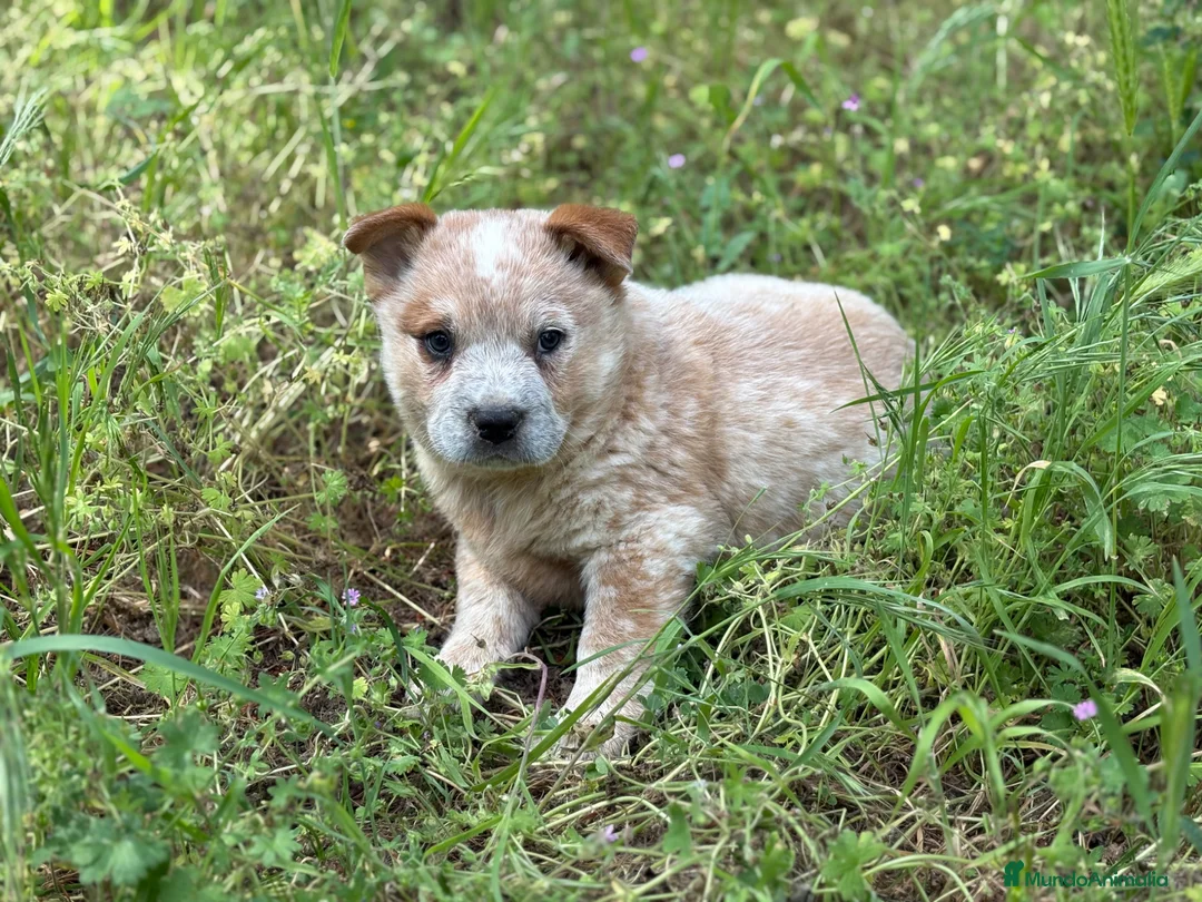 Boyero de Australia perros en venta: 🐾🐾 Australian Cattle Dog 🐾🐾 - Anuncio 1