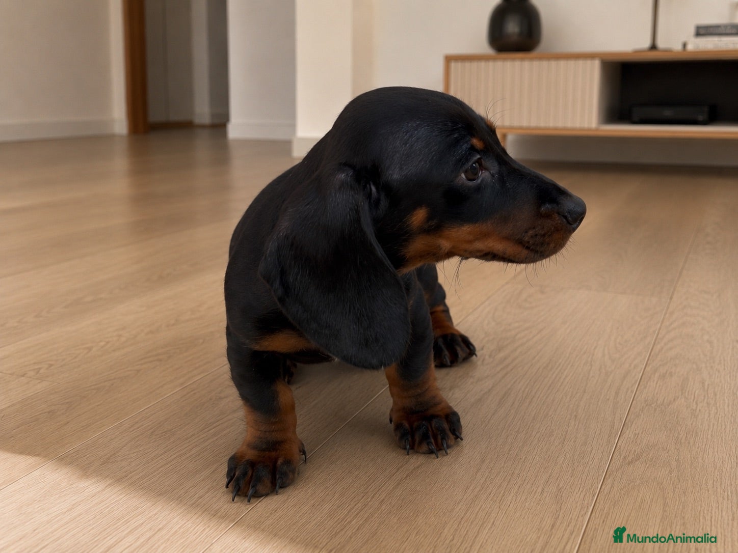 Teckel Miniatura perros Cachorro miniatura muy pequeño - Anuncio 2
