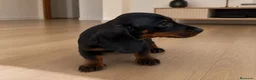 Teckel Miniatura perros en venta: Cachorro miniatura muy pequeño - Anuncio 1