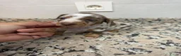 Teckel Miniatura perros en venta: TECKEL ARLEQUIN CHOCOLATE PIEBALD - Anuncio 1