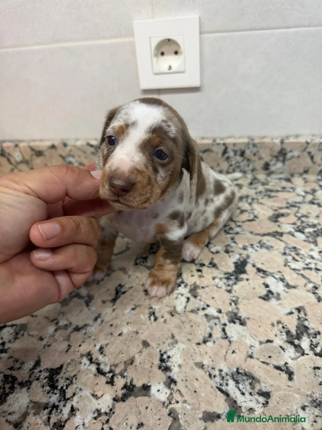 Teckel Miniatura perros en venta: TECKEL ARLEQUIN CHOCOLATE PIEBALD - Anuncio 1