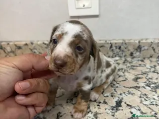 Teckel Miniatura perros TECKEL ARLEQUIN CHOCOLATE PIEBALD - Anuncio 1