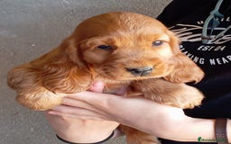 Cocker Spaniel Inglés perros en venta: Cocker - Imagen 1