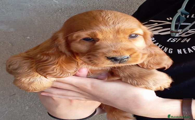 Cocker Spaniel Inglés perros - Propaganda 1