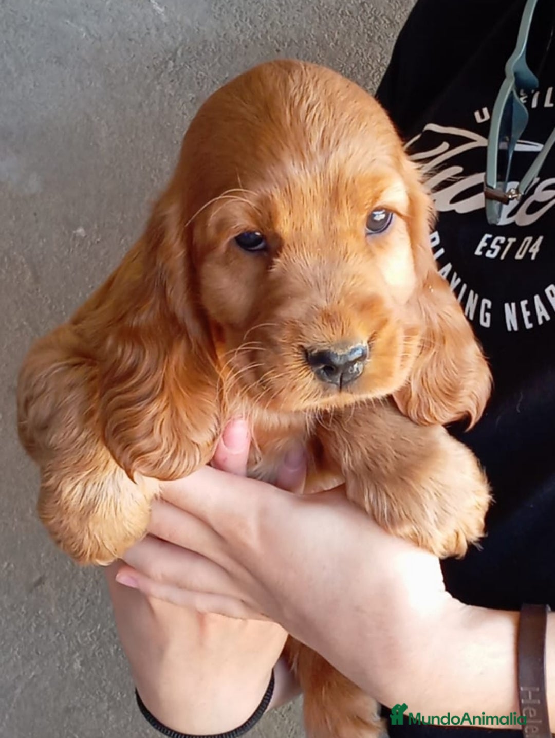 Cocker Spaniel Inglés perros en venta: Cocker - Imagen 1