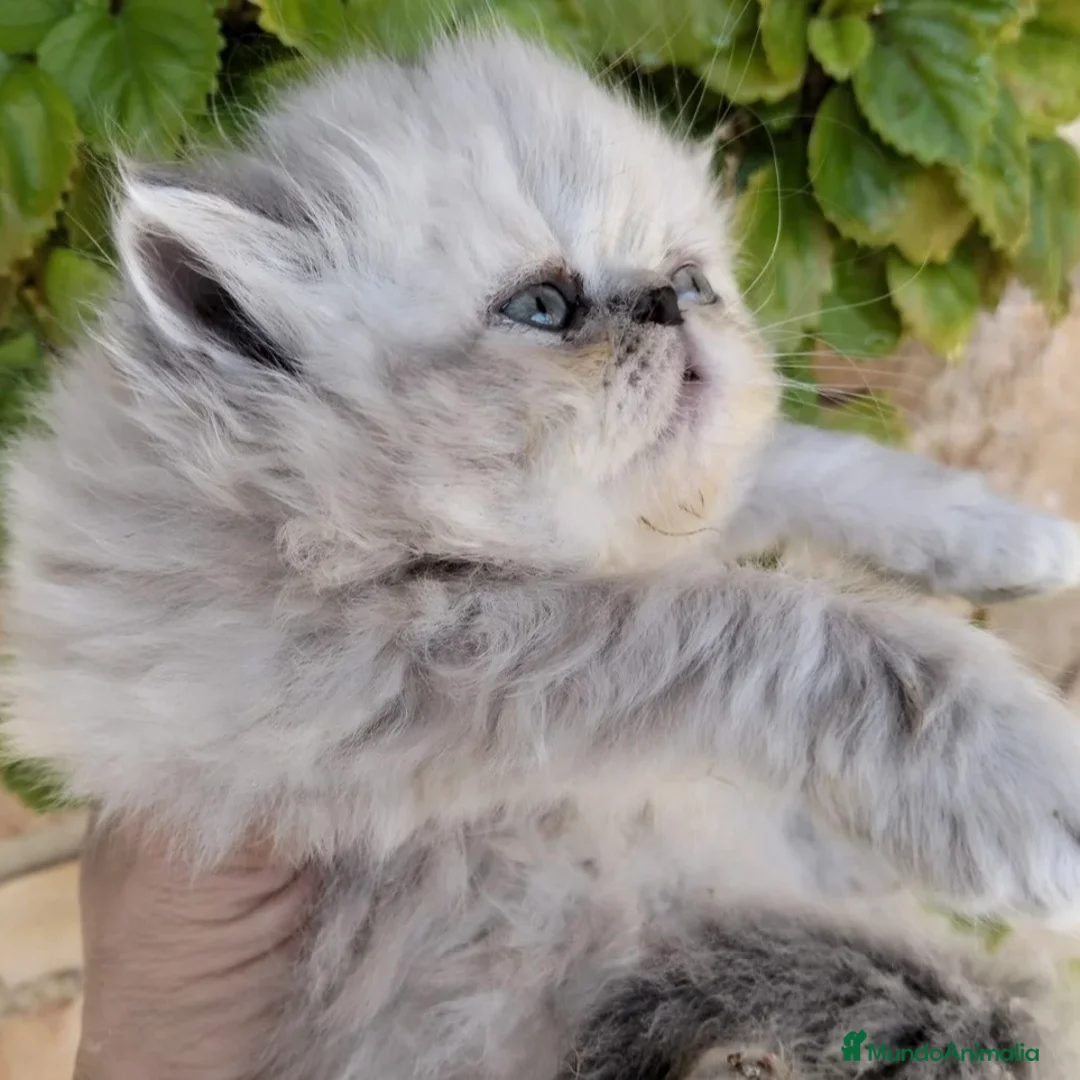 Persa gatos en venta: Persa Americano - Anuncio 4