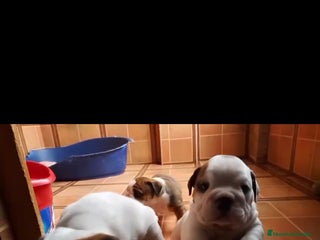 Bulldog Inglés perros Bulldog ingles - Anuncio 2