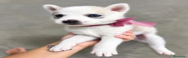 Husky Siberiano 1