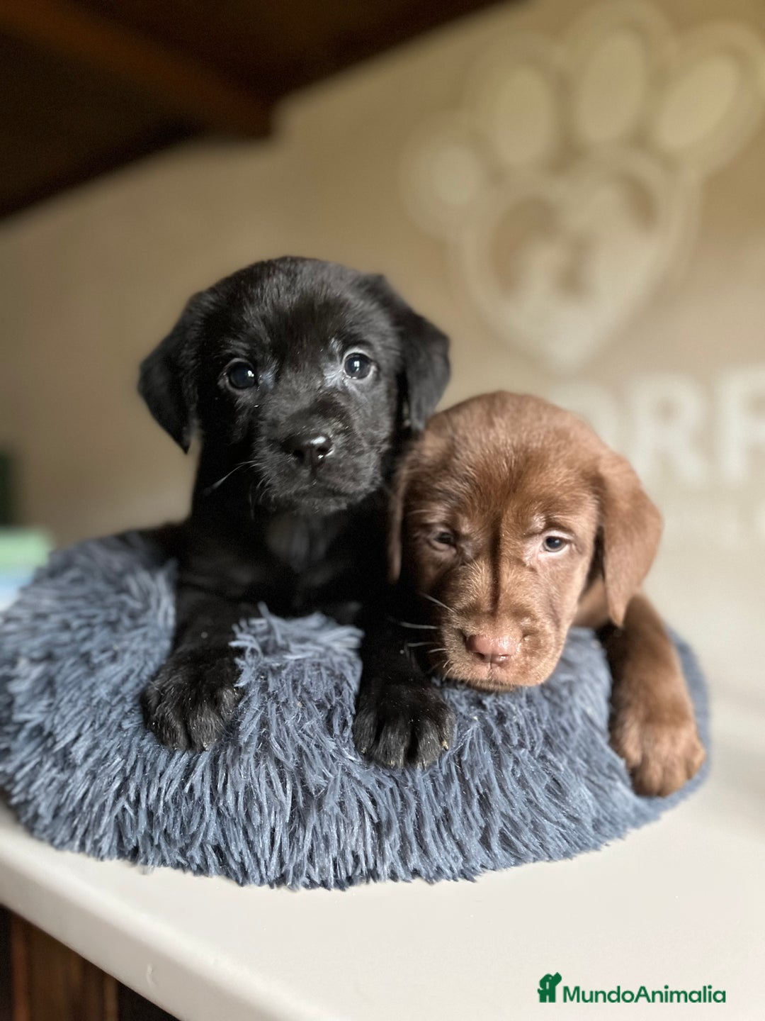 Labrador Retriever perros en venta: Labradores chocolate  - Anuncio 3