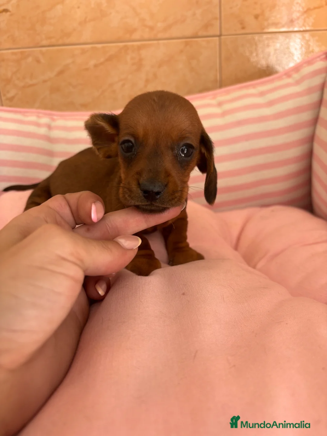 Teckel perros en venta: CACHORRITO DE TECKEL KANINCHEN  - Anuncio 1
