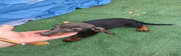 Teckel Miniatura perros en venta: Hembra teckel miniatura  - Anuncio 1