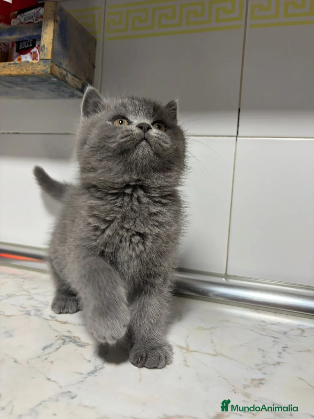 Scottish Fold gatos en venta: scottish fold - Anuncio 4