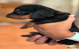 Teckel perros en venta: Teckel Miniatura pelo corto HEMBRA - Imagen 3