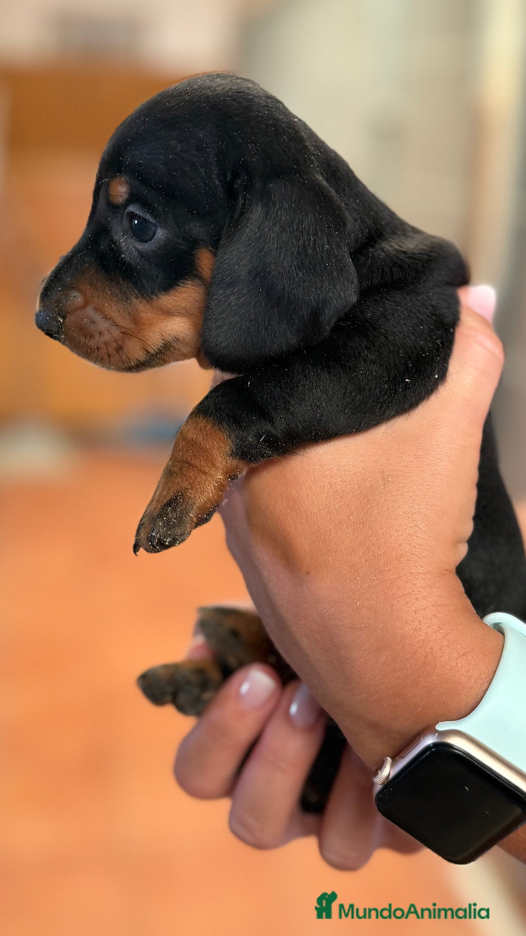 Teckel perros en venta: Teckel Miniatura pelo corto HEMBRA - Imagen 3