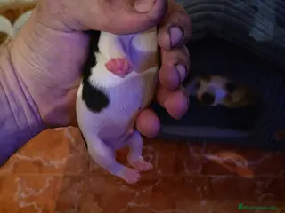 Chihuahua perros Macho Chihuahua toy tricolor para reservar - Anuncio 4