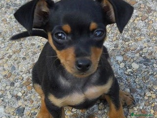 Pinscher Miniatura perros CAMADA MINI PINCHER ADORABLES - Anuncio 2