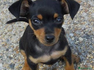 Pinscher Miniatura perros CAMADA MINI PINCHER ADORABLES - Anuncio 12