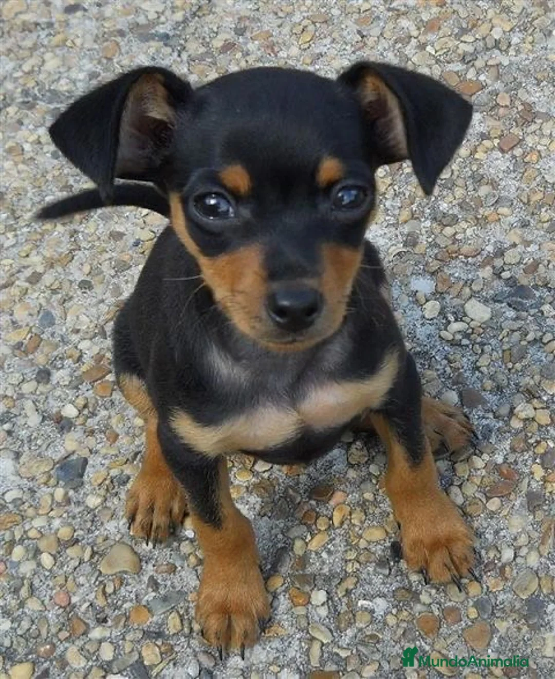 Pinscher Miniatura perros en venta: CAMADA MINI PINCHER ADORABLES - Anuncio 1