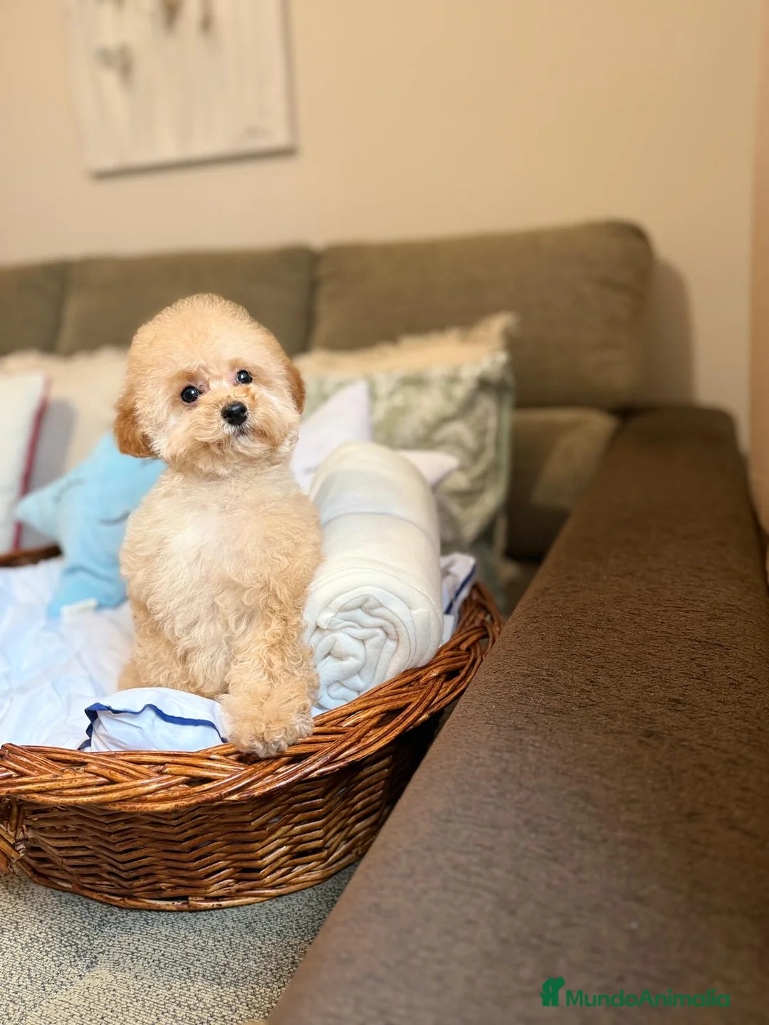 Caniche Toy perros en venta: Caniche Toy lista para entregar !! - Anuncio 3