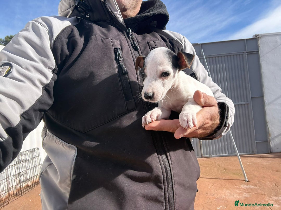 Jack Russell Terrier perros en venta: Jack Russell nueva camada  - Anuncio 4