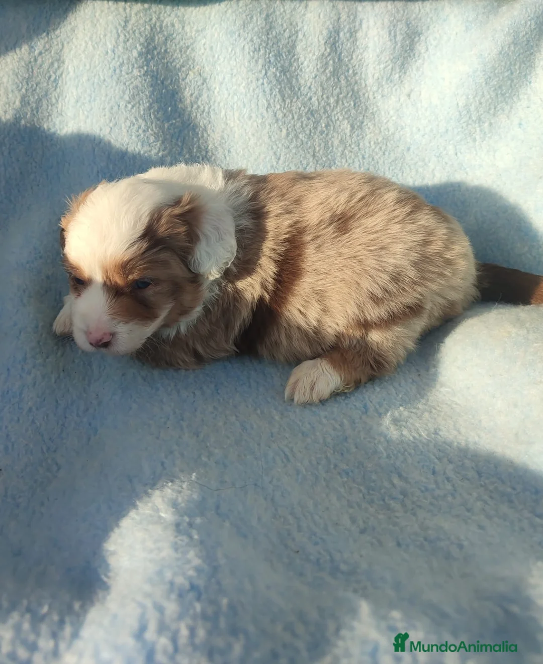 Pastor Miniatura Americano perros en venta: CACHORROS PASTOR AMERICANO MINIATURA - Anuncio 8