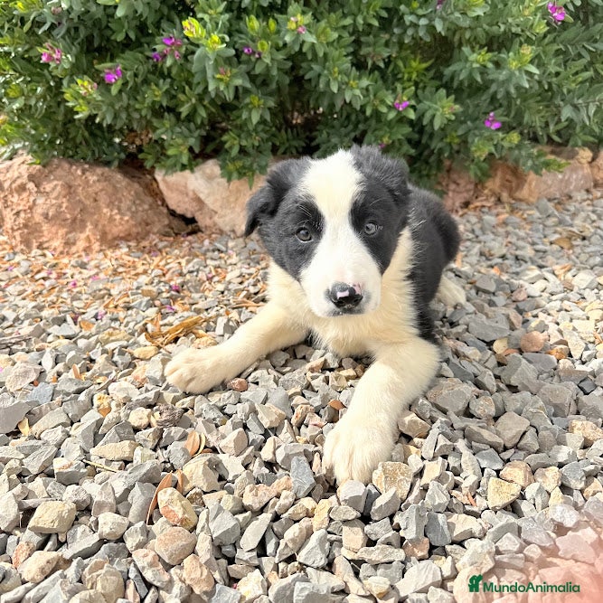 Border Collie perros BORDER COLLIE - Anuncio 3