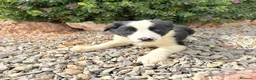 Border Collie perros en venta: BORDER COLLIE - Anuncio 1