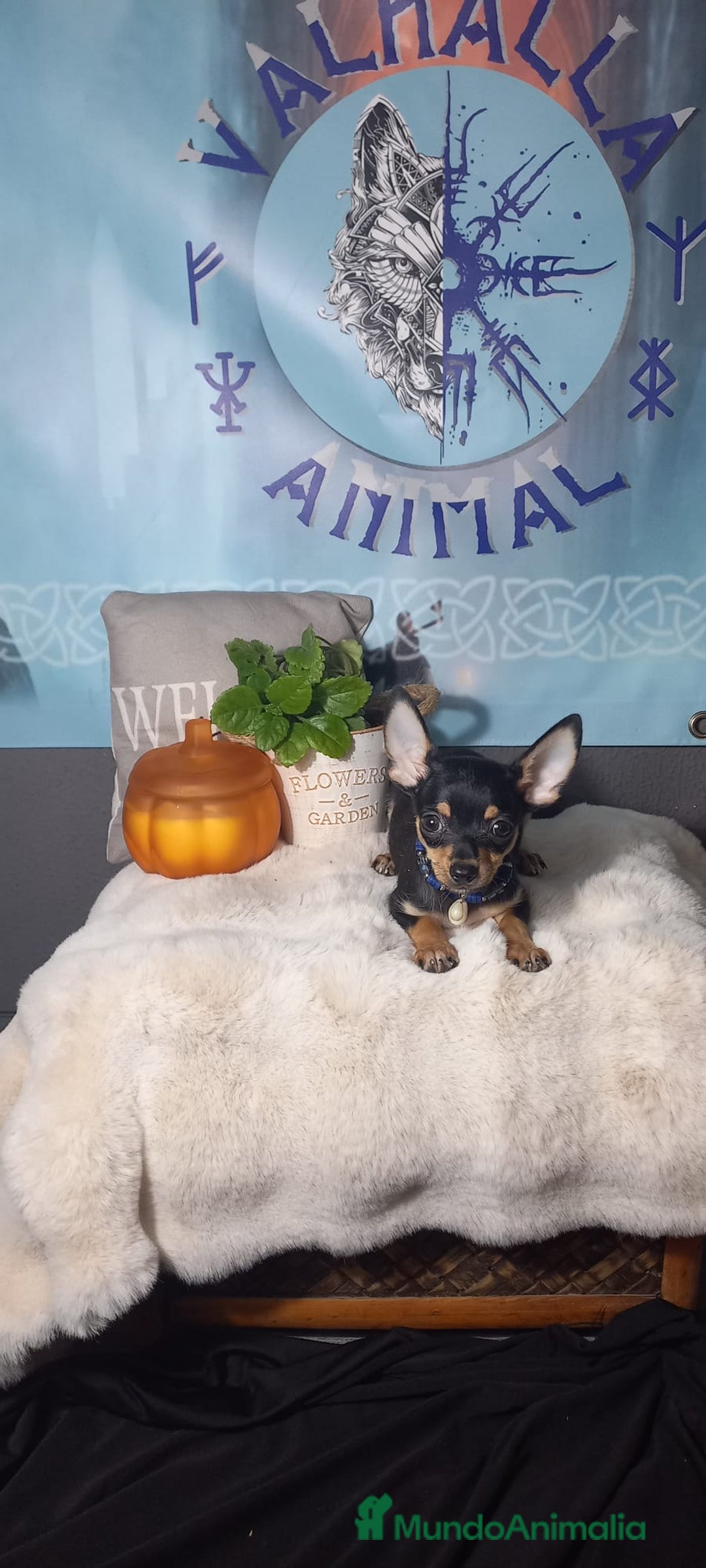 Chihuahua perros en venta: Preciosos Chihuahua toy  - Imagen 8