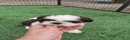 Shih Tzu perros en venta: Shih tzus - Anuncio 2