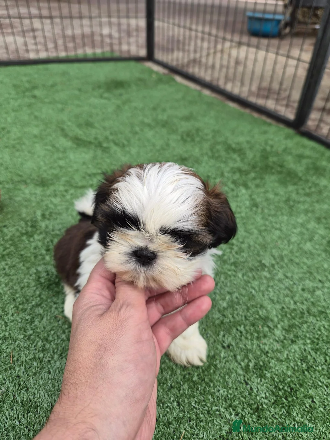 Shih Tzu perros en venta: Shih tzus - Anuncio 2