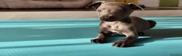Greyhound perros en venta: Macho de galgo italiano blue - Anuncio 5